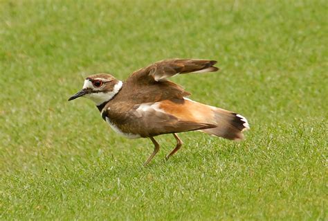 Killdeer Feigning Injury To Protect Her Nesting Site Photo Lejun