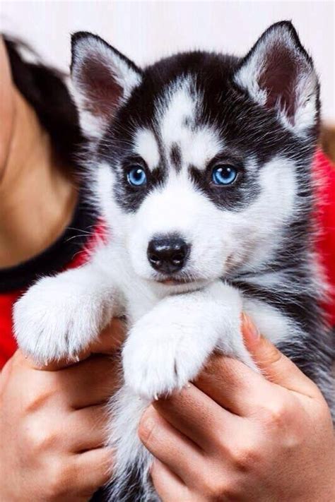 Husky puppies are mischevious and loyal pack animals. Siberian Husky Puppies For Sale | Little Rock, AR #271900