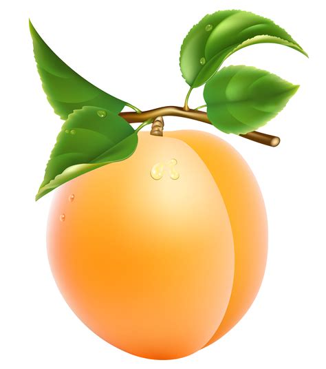 Download Apricot Png Image For Free
