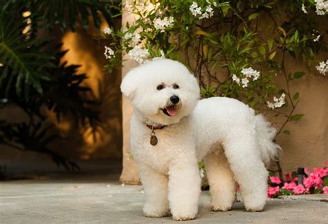 Small White Furry Puppies Rintatir