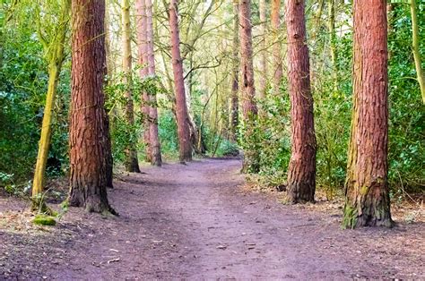 Path Through The Forest Free Stock Photo Public Domain Pictures