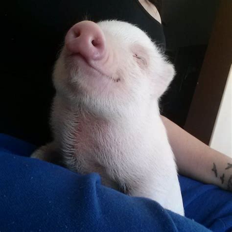 10 Tips For Owning A Teacup Pig Cute Piglets Teacup Pigs Cute Pigs