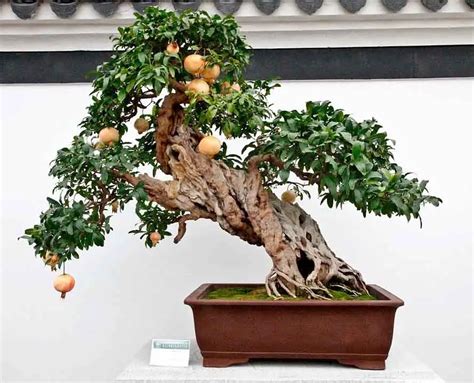 How To Prune A Pomegranate Bonsai Tree Andera Montero