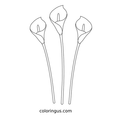 Calla Lily Coloring Page Coloringus