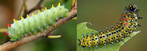 8 Weird But Common Caterpillars In Montana 2023 Bird Watching Hq