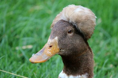 Funny Duck Stock Photo Image Of Bird Feather Fauna 57350526