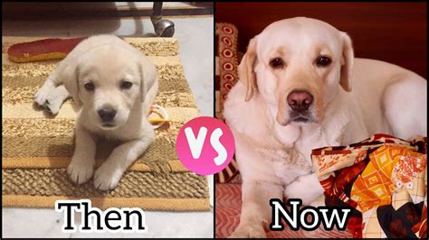 Labrador Puppy Vs Adult Dog Comparison Supermax The Labrador Youtube
