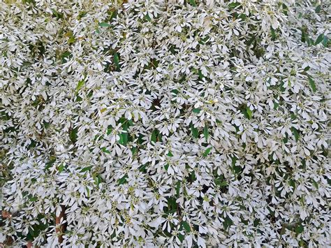 10 Best Shrubs With White Flowers