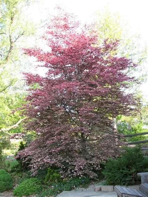 Image Result For Tricolor Beech Tree Hugger Plants Garden