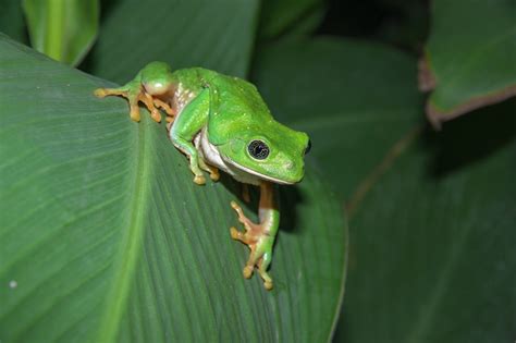 Pachymedusa Dacnicolor Mexican Leaf Frog Mexico Wymanjules Flickr