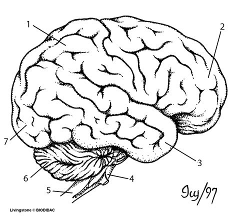 The brain is the destination for information gathered by. The best free Labeled drawing images. Download from 232 free drawings of Labeled at GetDrawings