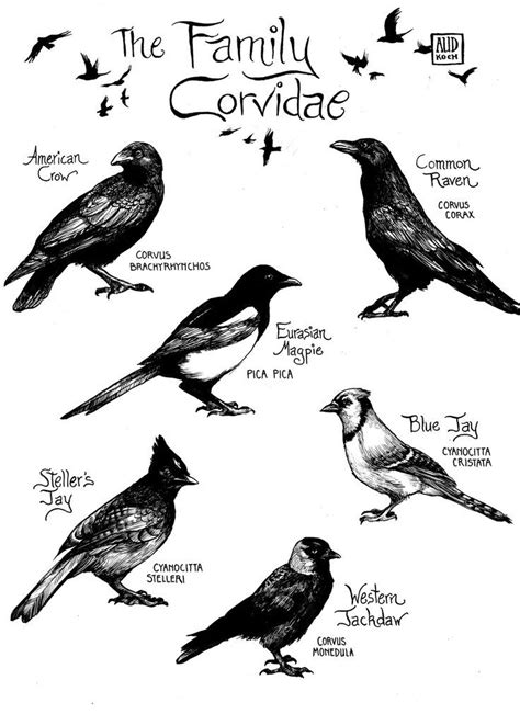 Crow Crows Ravens Scientific Illustration