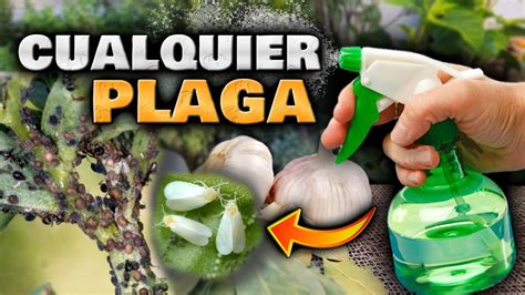 MATA BICHOS Y PLAGAS Con Este INSECTICIDA CASERO De AJO Para PLANTAS