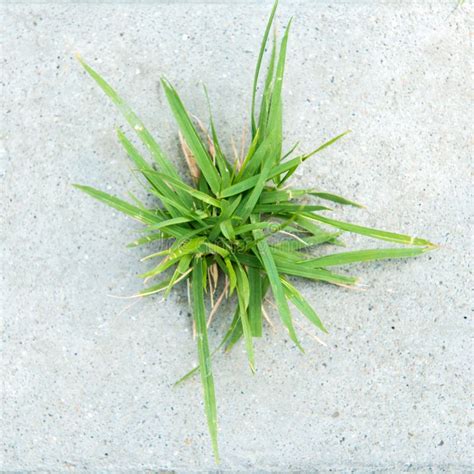 Green Grass On Concrete Stock Photo Image Of Concrete 84243832