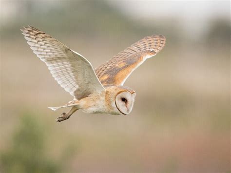 Owls In Michigan 10 Species Pictured Daily Birder 2022