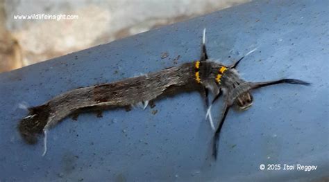 Chinese Caterpillar Wildlife Insight