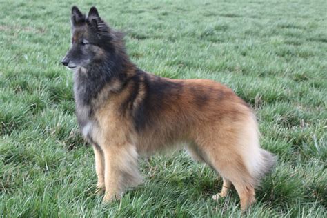 The first impression of the belgian sheepdog is that of a well balanced, square dog, elegant in appearance, with an exceedingly proud carriage of the head and neck. Belgian Tervuren Puppies for Sale from Reputable Dog Breeders