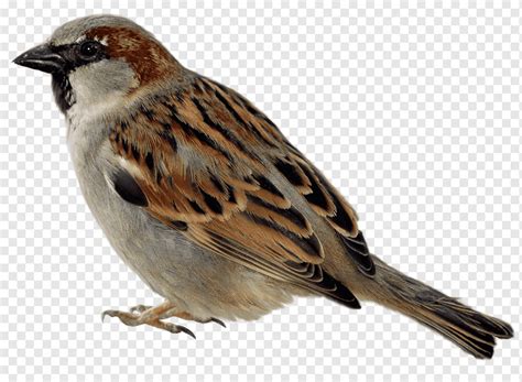 Jack Sparrow House Sparrow Bird Gull Watercolor Painting Animals