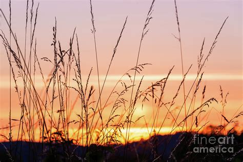Reed Grass At Sunset Photograph By Delphimages Photo Creations Fine