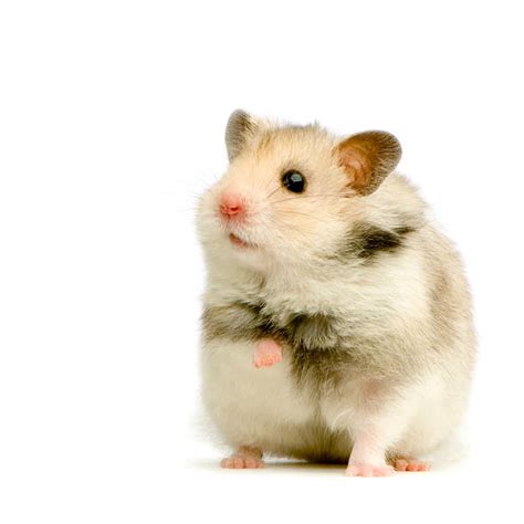 Royalty Free Hamster Pictures Images And Stock Photos Istock