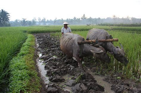 Para petani ada yang menggunakan alat sederhana dan alat modern. Mambajak # 3 | Magelang, Central Java, Indonesia