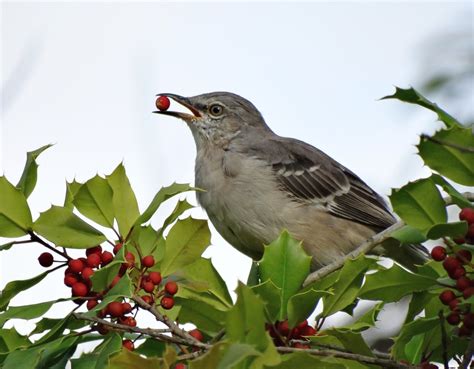Mockingbird With A Berry Marine Nature Study Area Oceans Flickr