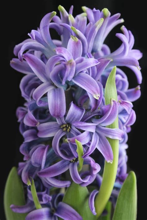 Hyacinth Blue Flower Bulb And Roots In Glass Vase Stock Photo Image