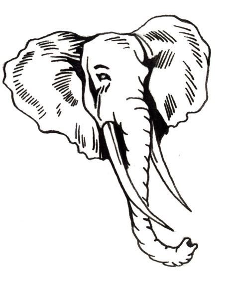 Elephant Head Outline Clipart Best