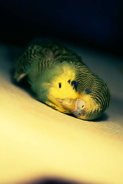 Dead Parakeet Flickr Photo Sharing