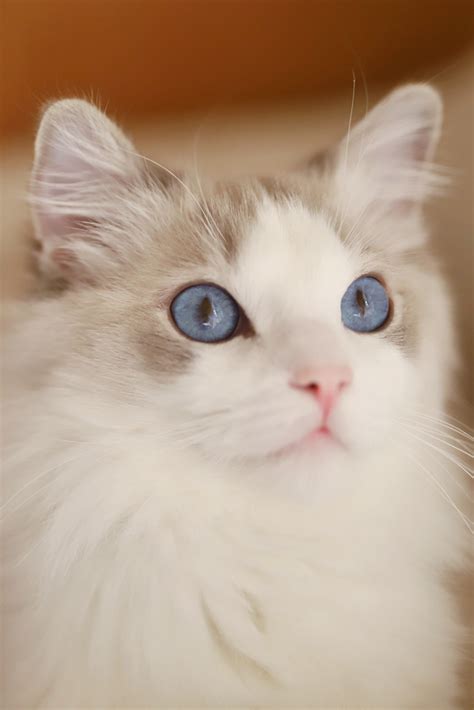 We place the perfect kitten with you! Where to Find Ragdoll Kittens For Sale? If you are looking ...