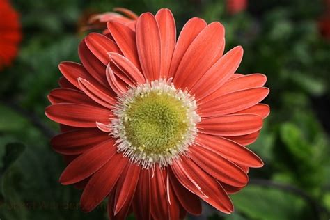 Red Daisy Macro Flowers Free Nature Pictures By Forestwander Nature