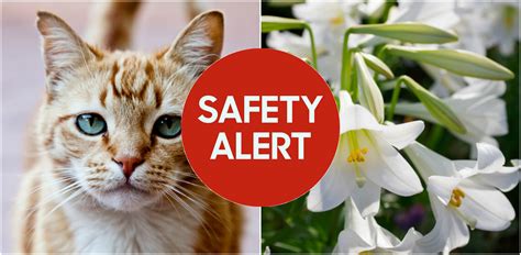 Easter Lilies Toxic To Cats Easter Flowers Deadly To Cats