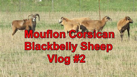 Mouflon Corsican Blackbelly Sheep Vlog 2 Youtube