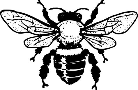 Honey Bee Tattoo Honey Bee Tattoo Design Bee Clip Art Free Black And White Png Download