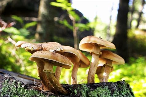 How To Identify Wild Psilocybin Mushrooms Hunker