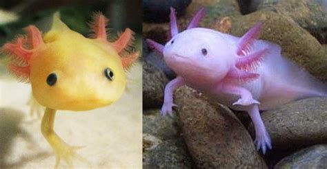 See more ideas about axolotl, amphibians, fish pet. The Mexican Axolotl | SiOWfa14 Science in Our World ...