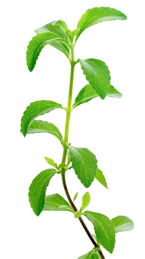 Stevia A Beginners Guide Update 2018 20 Things You Need To Know