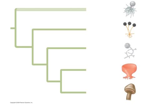 Proposed Phylogenetic Tree Of Fungi Diagram Quizlet