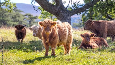Little Scottish Highland Cattles Kyloe Calf In Scotland Foto De Stock