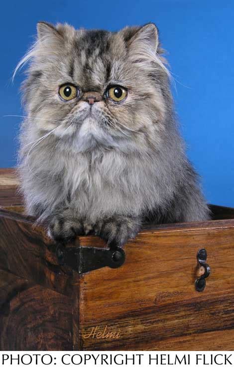 Read a few answers on our website. Tabby Persian Cat Picture