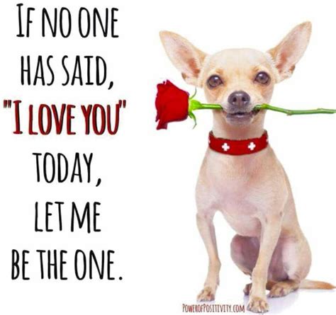 Along with the evidence of common sense, researchers have list of top 18 famous quotes and sayings about chihuahua dog to read and share with friends on your. I love you too | Friends quotes funny