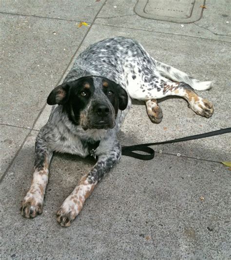 Dog Of The Day Mancha The German Shepherdcatahoula