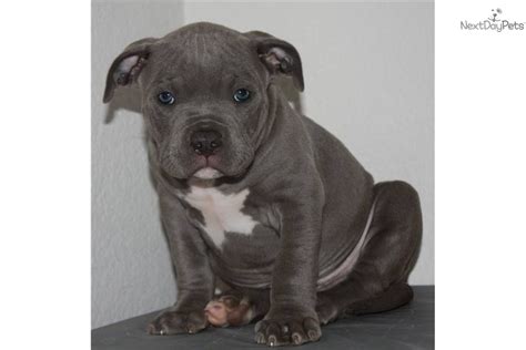 Don't miss what's happening in your neighborhood. Meet KING TITAN a cute American Pit Bull Terrier puppy for sale for $1,000. KING TITAN MALE ...