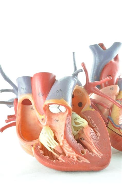 Human Heart Model Stock Image Image Of Medical Medicine 49768967
