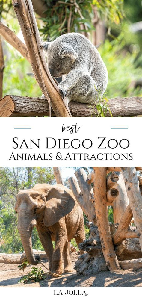 The Cover Of San Diego Zoos Animals And Attractions Book Featuring An