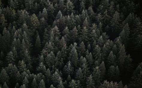 Download Wallpaper 3840x2400 Trees Top View Forest 4k Ultra Hd 1610