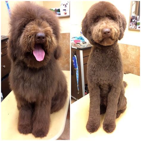 Before And After Hannah The Labradoodle Got Her First Full Haircut