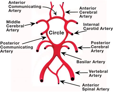 The Circle Of Willis Is An Arterial Polygon Formed As Vrogue Co