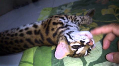 Leo The Asian Leopard Cat From West Borneo Youtube