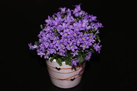 Free Images Purple Flowers Flower Pot Potted Violet Flowerpot
